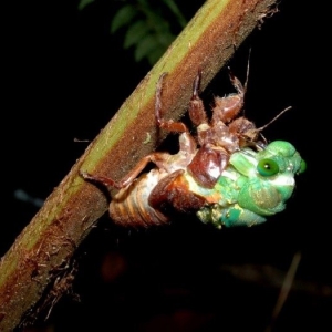 crocker-range-biosphere-reserve-001